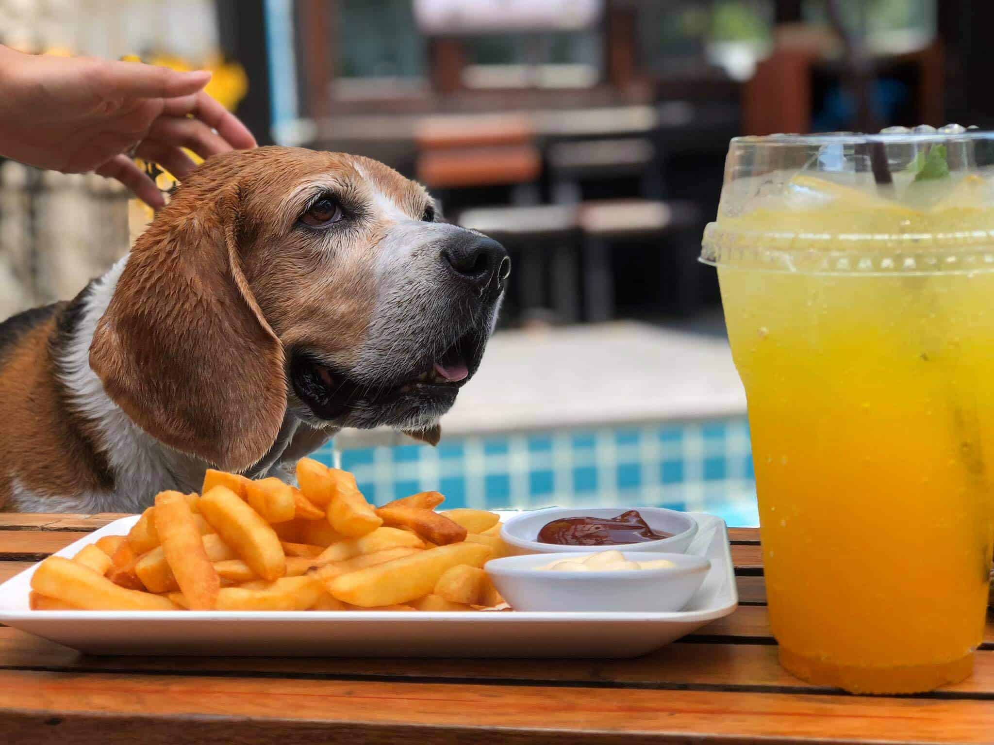 Heart Dog Cafe ใจหมาคาเฟ่ (รามอินทรา) 3