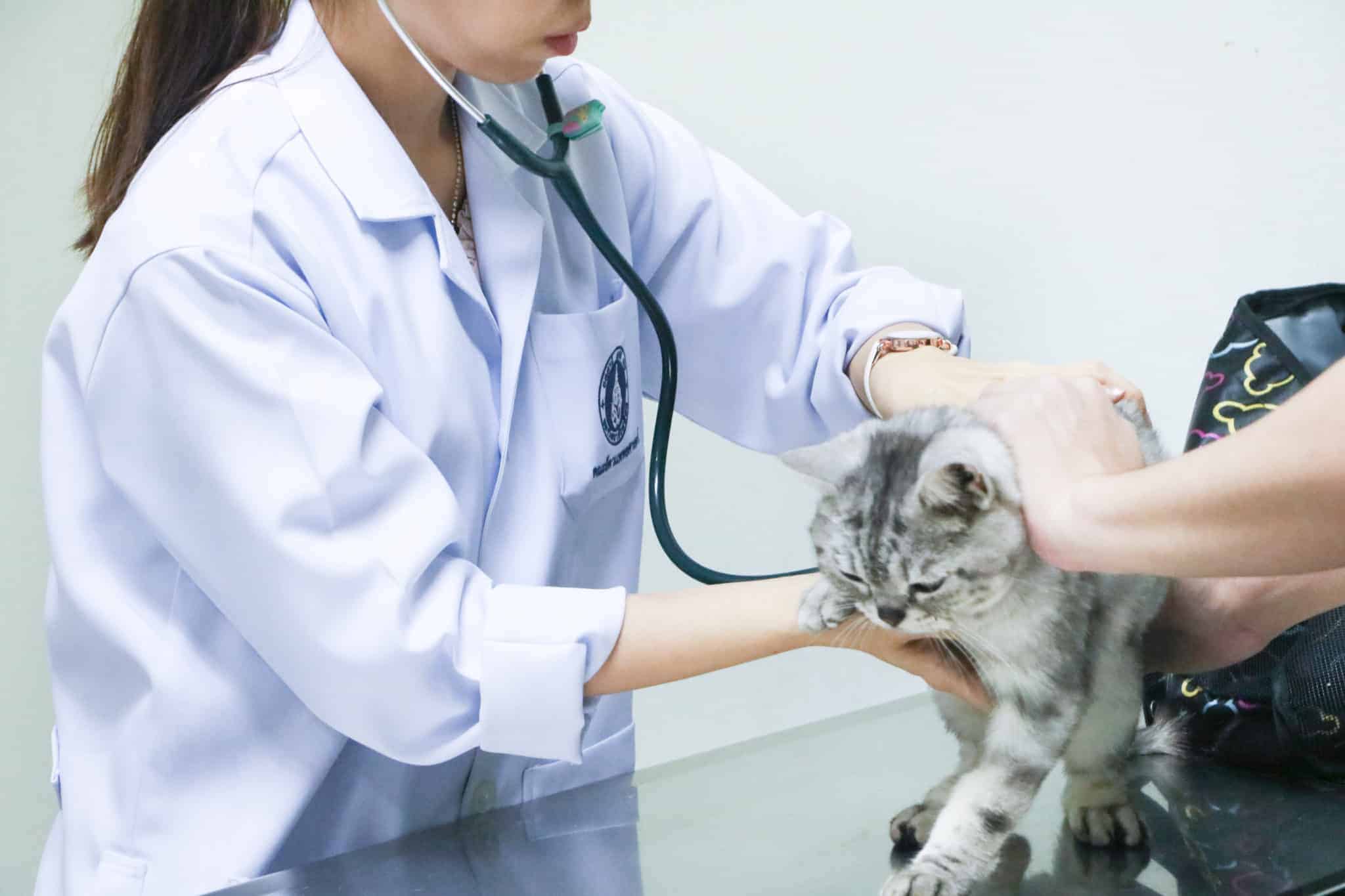 โรงพยาบาลสัตว์มหิดล	MU Vet Sci โรงพยาบาลสัตว์ประศุอาทร คณะสัตวแพทยศาสตร์ มหาวิทยาลัยมหิดล 4