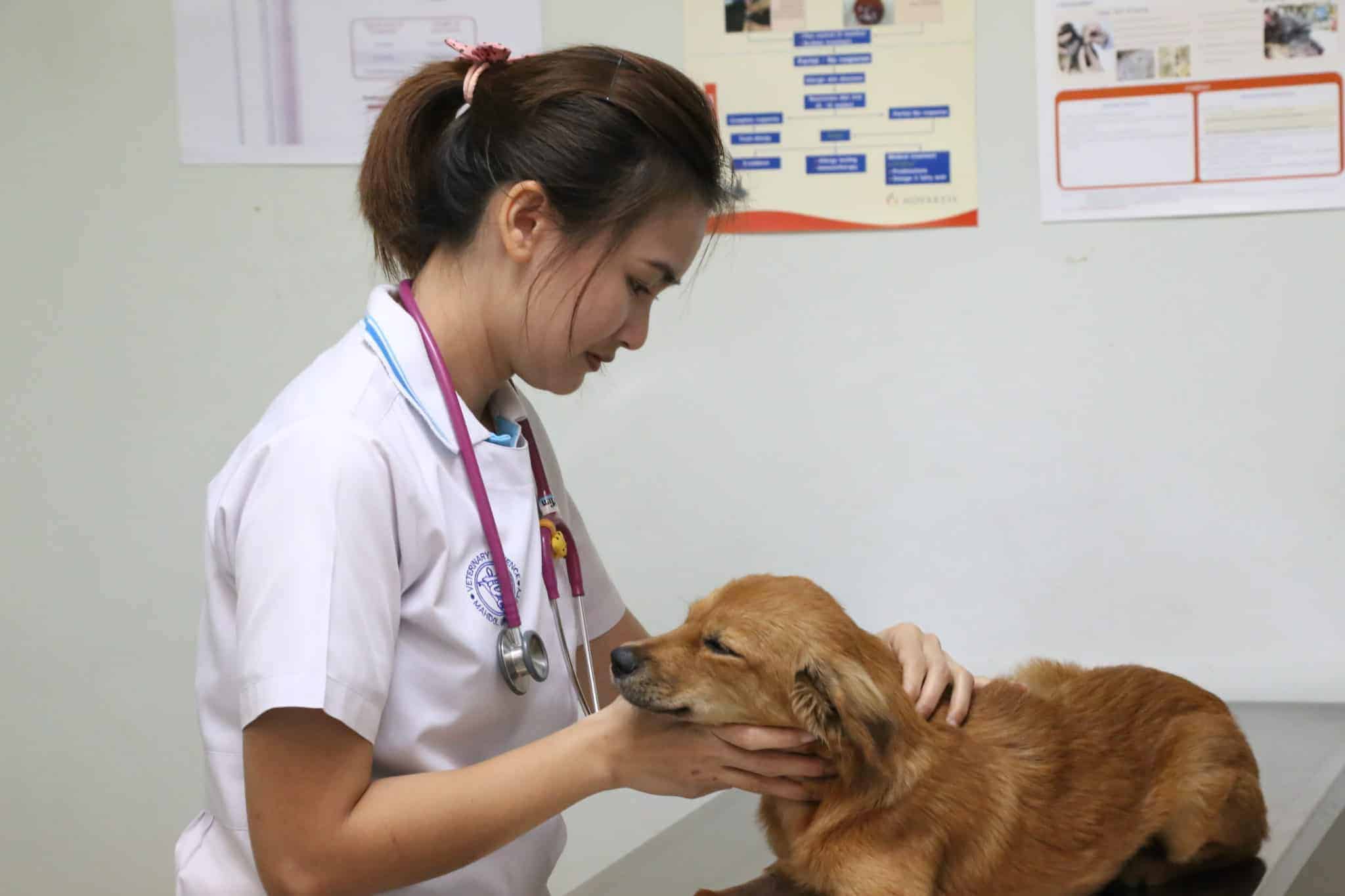 โรงพยาบาลสัตว์มหิดล	MU Vet Sci โรงพยาบาลสัตว์ประศุอาทร คณะสัตวแพทยศาสตร์ มหาวิทยาลัยมหิดล 5
