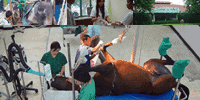 โรงพยาบาลสัตว์มหาวิทยาลัยเกษตรศาสตร์ กำแพงแสน Vet Ku Kps 3