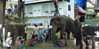 โรงพยาบาลสัตว์มหาวิทยาลัยเกษตรศาสตร์ กำแพงแสน Vet Ku Kps 4