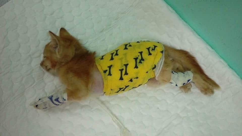 Small Animal Hospital, Mahanakorn University of Technology (โรงพยาบาลสัตว์เล็ก มหาวิทยาลัยเทคโนโลยีมหานคร) 6