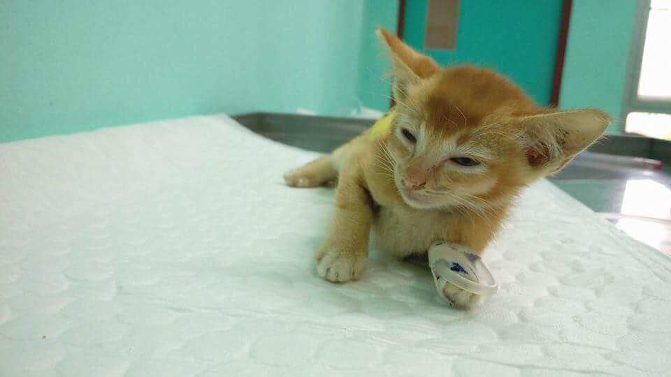 Small Animal Hospital, Mahanakorn University of Technology (โรงพยาบาลสัตว์เล็ก มหาวิทยาลัยเทคโนโลยีมหานคร) 8