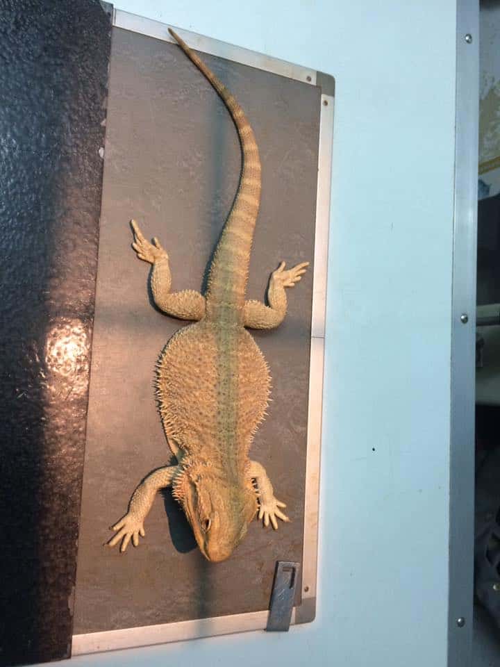 Putthabucha vetclinic (คลินิกพุทธบูชาสัตวแพทย์) 1