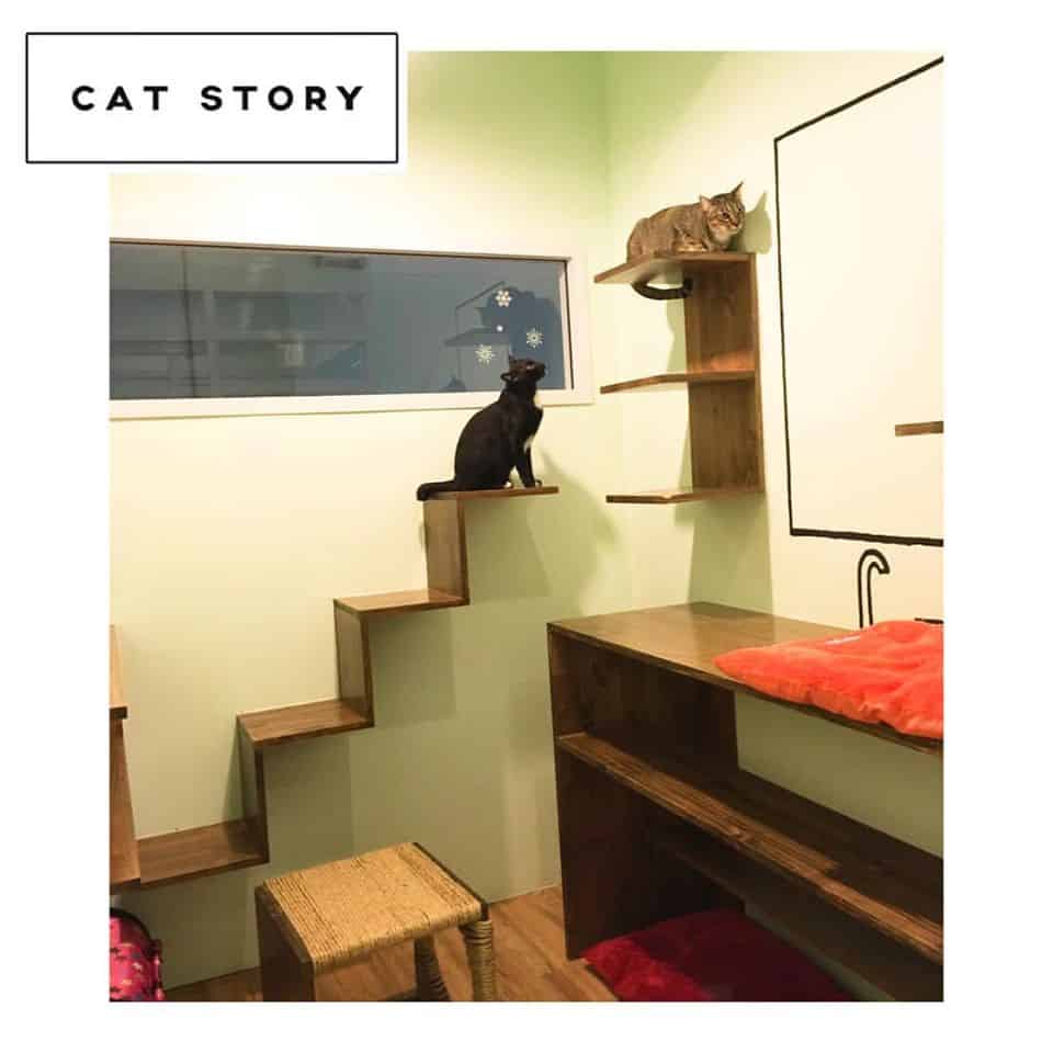 CAT STORY (แคท สตอรี่) Cat Hotel 6