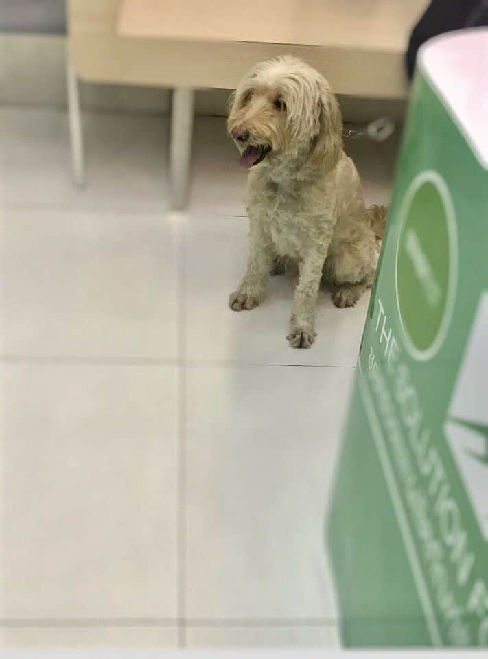 Animal Hospital Ratchada (โรงพยาบาลสัตว์รัชดา) 3