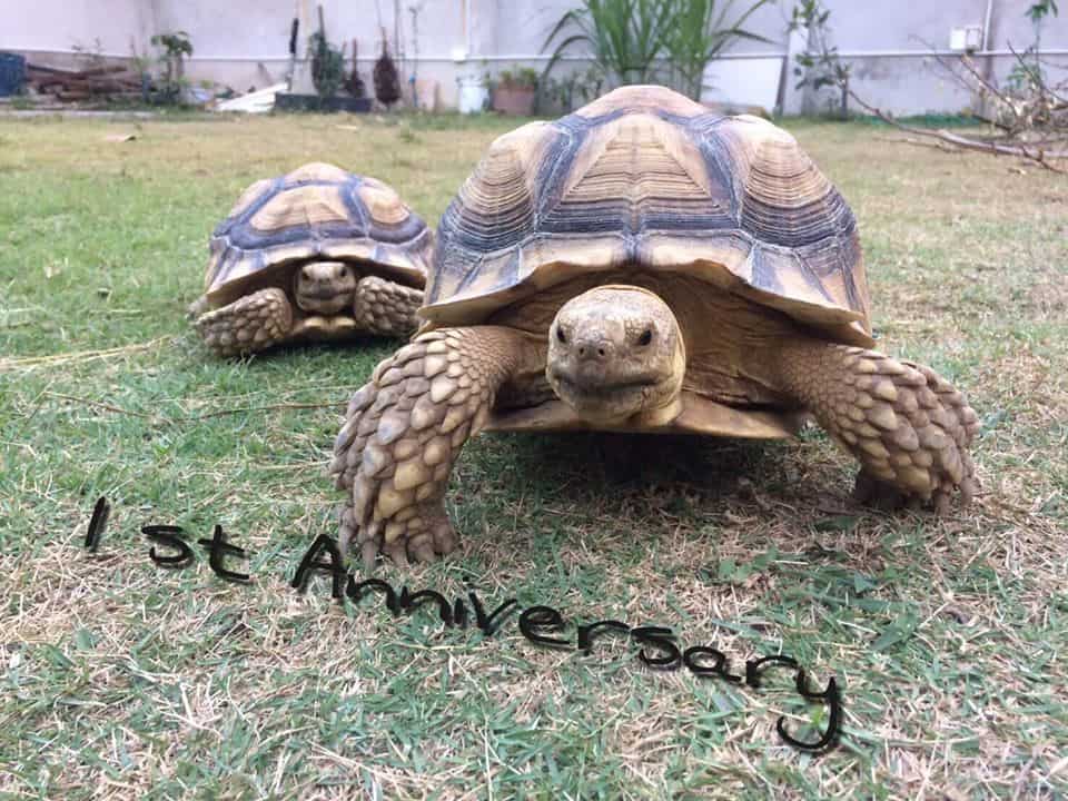 โรงพยาบาลสัตว์ขวัญคำ (ขอนแก่น) 3