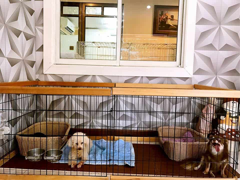 Petsmile Veterinary Hospital (โรงพยาบาลสัตว์เพ็ทสไมล์) 3