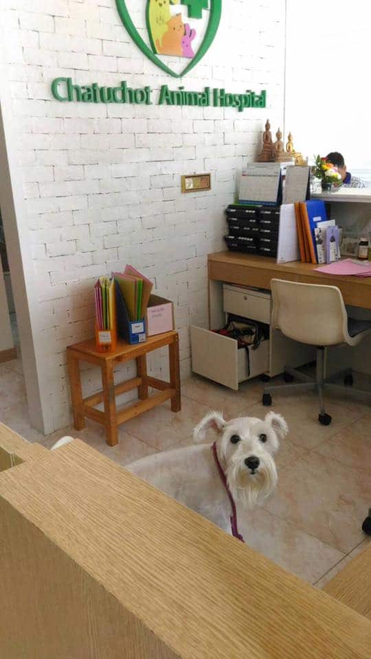 Chatuchot Animal Hospital (โรงพยาบาลสัตว์จตุโชติ) 3