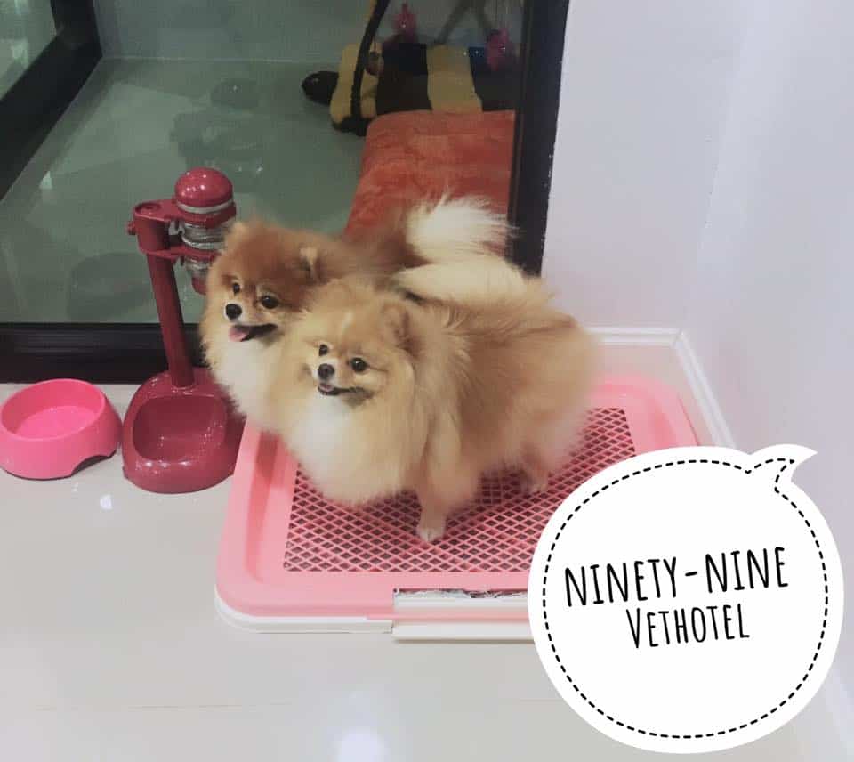 Ninety-nine Veterinary Hospital & Hotel (โรงพยาบาลสัตว์ไนน์ตี้ไนน์) 3