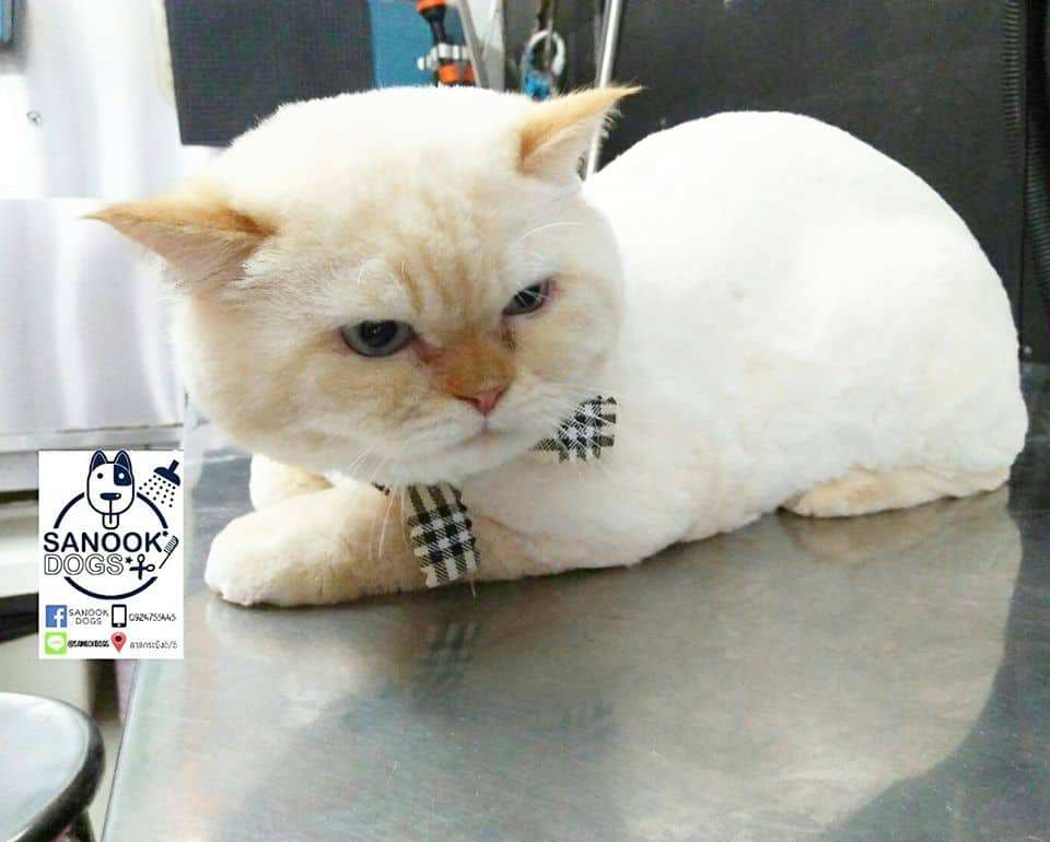 SANOOK DOGS GROOMING (ลาดกระบัง 5/5) 2