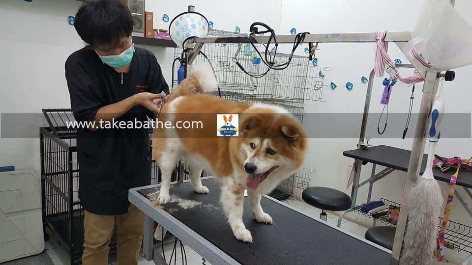 Take a Bath (ร้านเสริมสวย แมว-หมา) 5