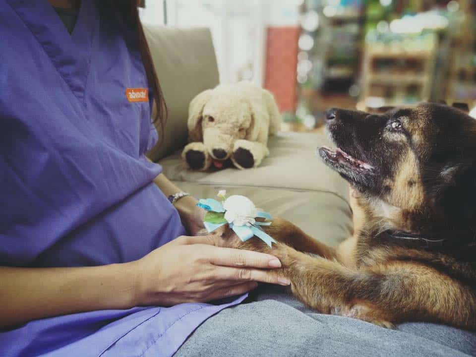 Saimai Animal Hospital (โรงพยาบาลสัตว์สายไหม) 6