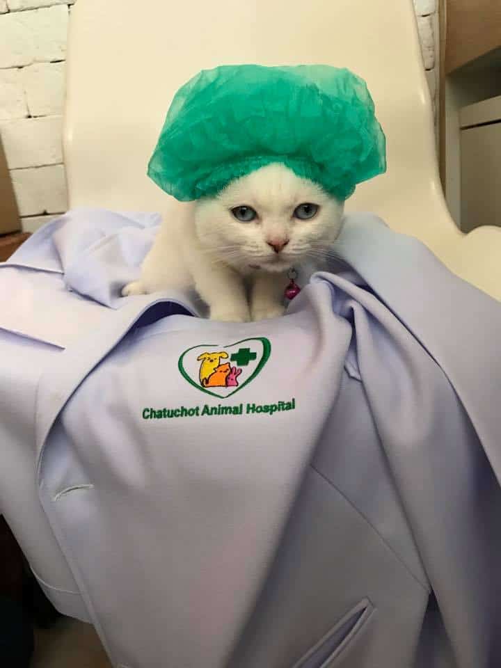 Chatuchot Animal Hospital (โรงพยาบาลสัตว์จตุโชติ) 4