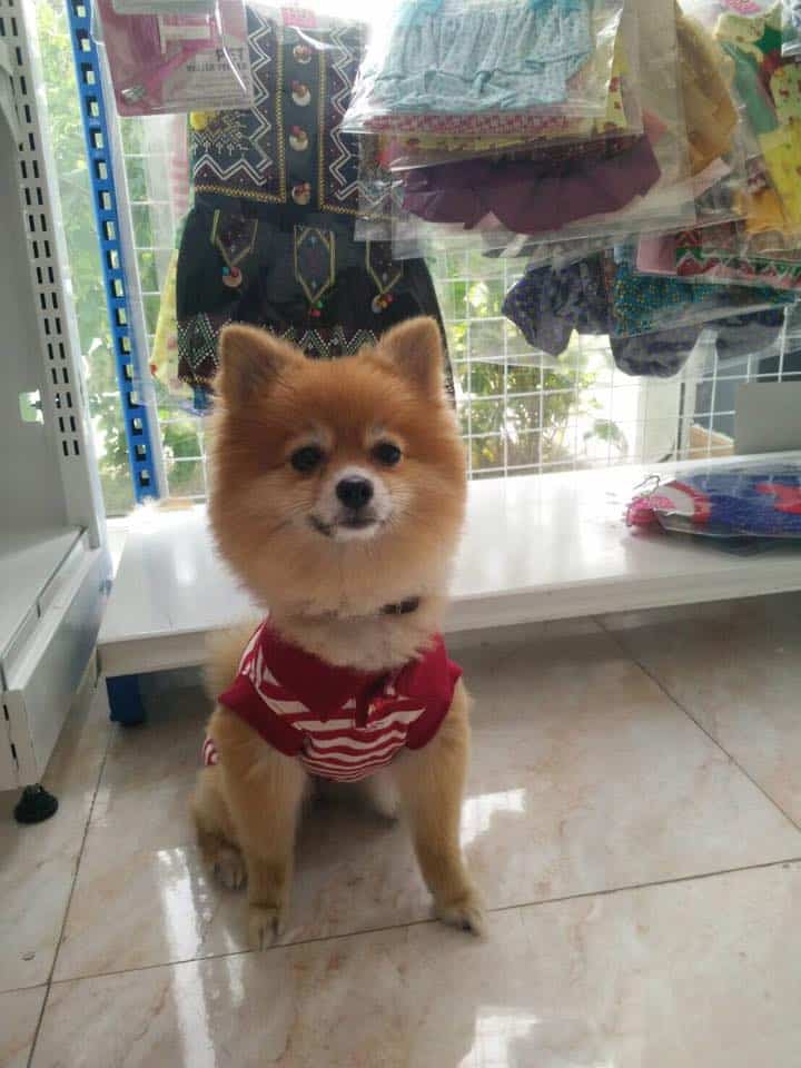 Chatuchot Animal Hospital (โรงพยาบาลสัตว์จตุโชติ) 5
