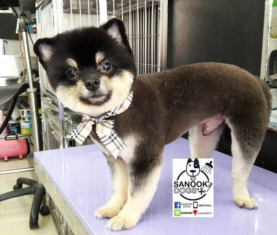 SANOOK DOGS GROOMING (ลาดกระบัง 5/5) 3
