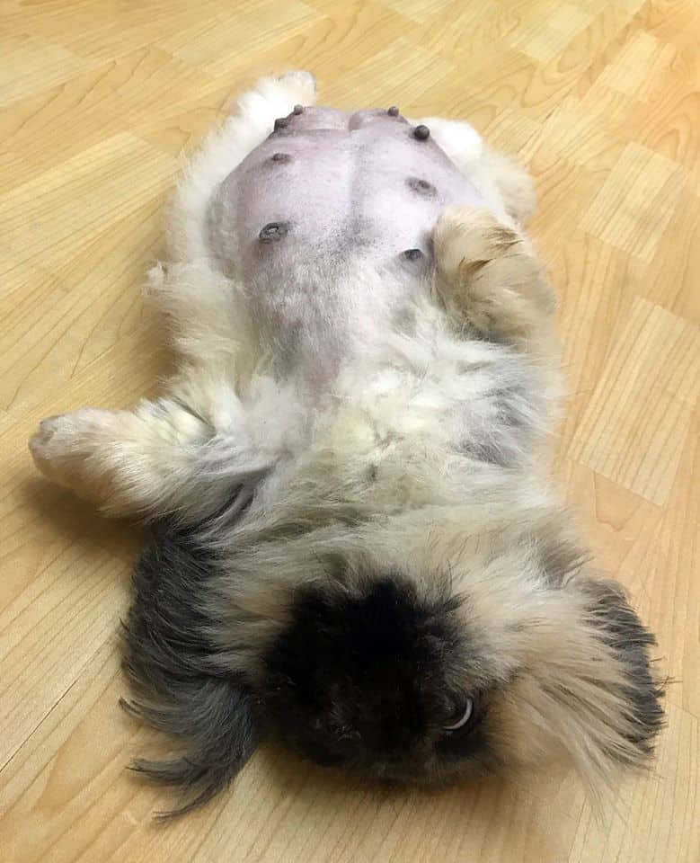 Petsmile Veterinary Hospital (โรงพยาบาลสัตว์เพ็ทสไมล์) 6