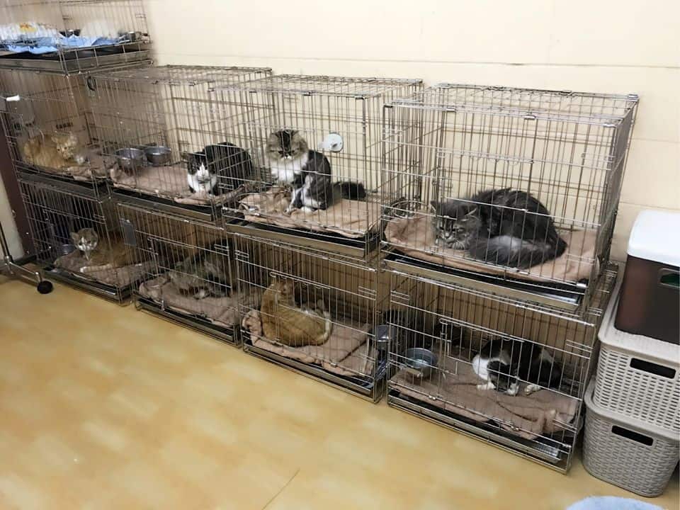 Petsmile Veterinary Hospital (โรงพยาบาลสัตว์เพ็ทสไมล์) 7