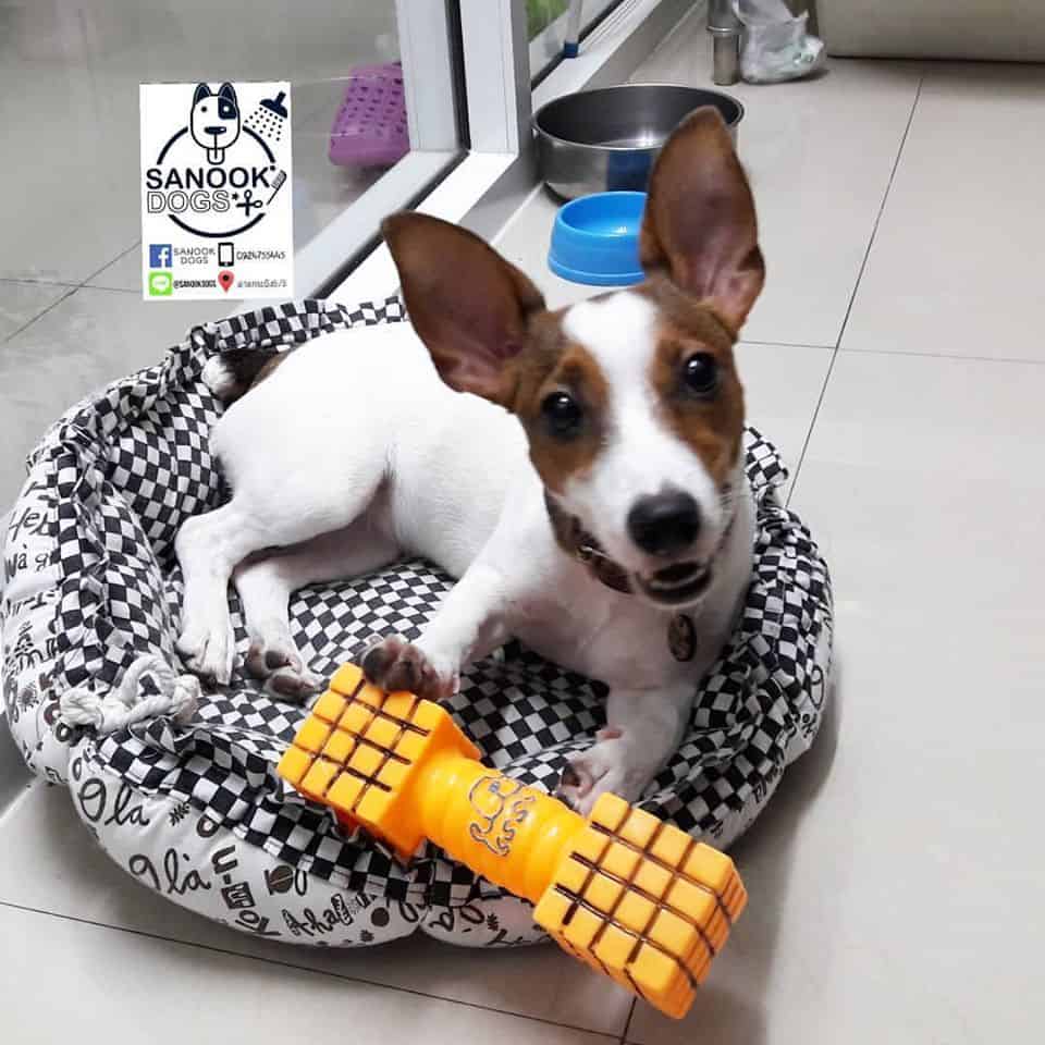 SANOOK DOGS GROOMING (ลาดกระบัง 5/5) 5
