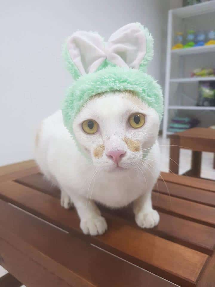 Chatuchot Animal Hospital (โรงพยาบาลสัตว์จตุโชติ) 7