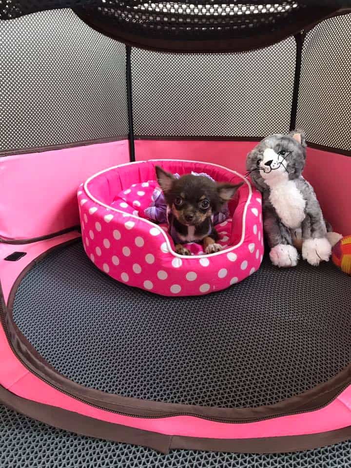 Suksiri Pet Hospital (โรงพยาบาลสัตว์สุขสิริ) 6