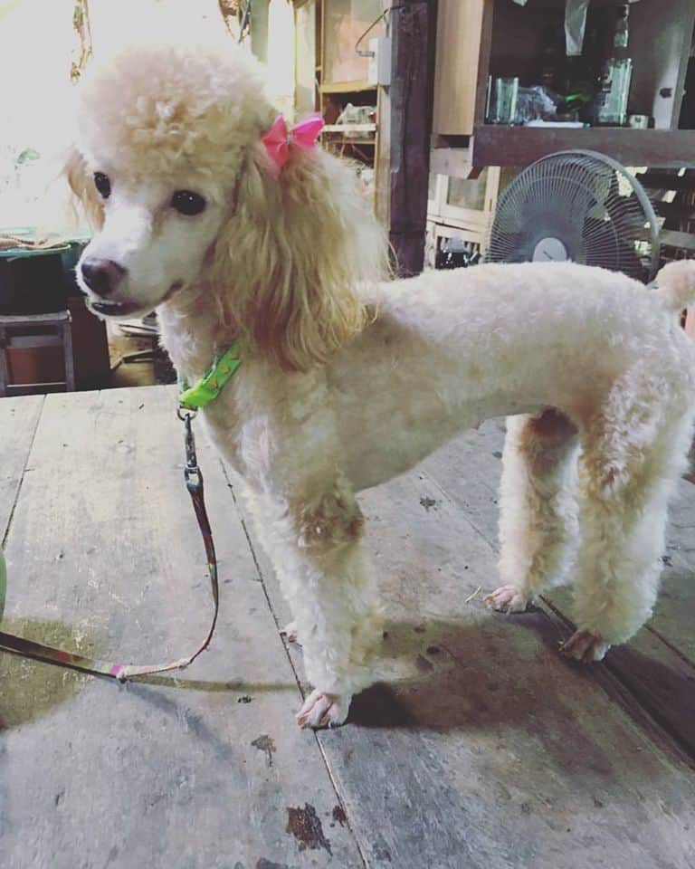 SANOOK DOGS GROOMING (ลาดกระบัง 5/5) 6