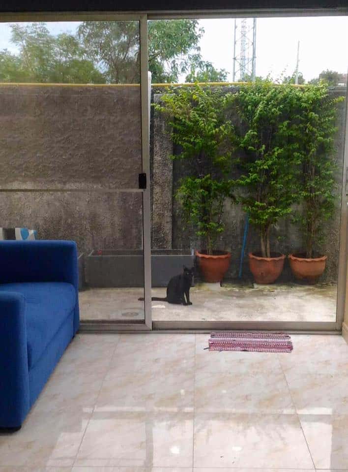 Chatuchot Animal Hospital (โรงพยาบาลสัตว์จตุโชติ) 8