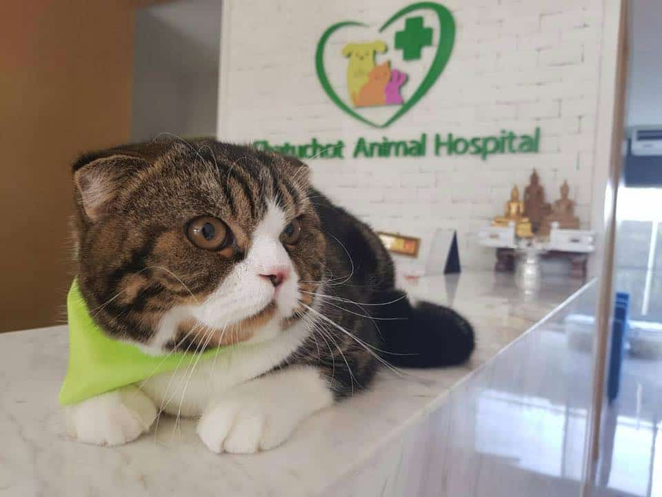 Chatuchot Animal Hospital (โรงพยาบาลสัตว์จตุโชติ) 9