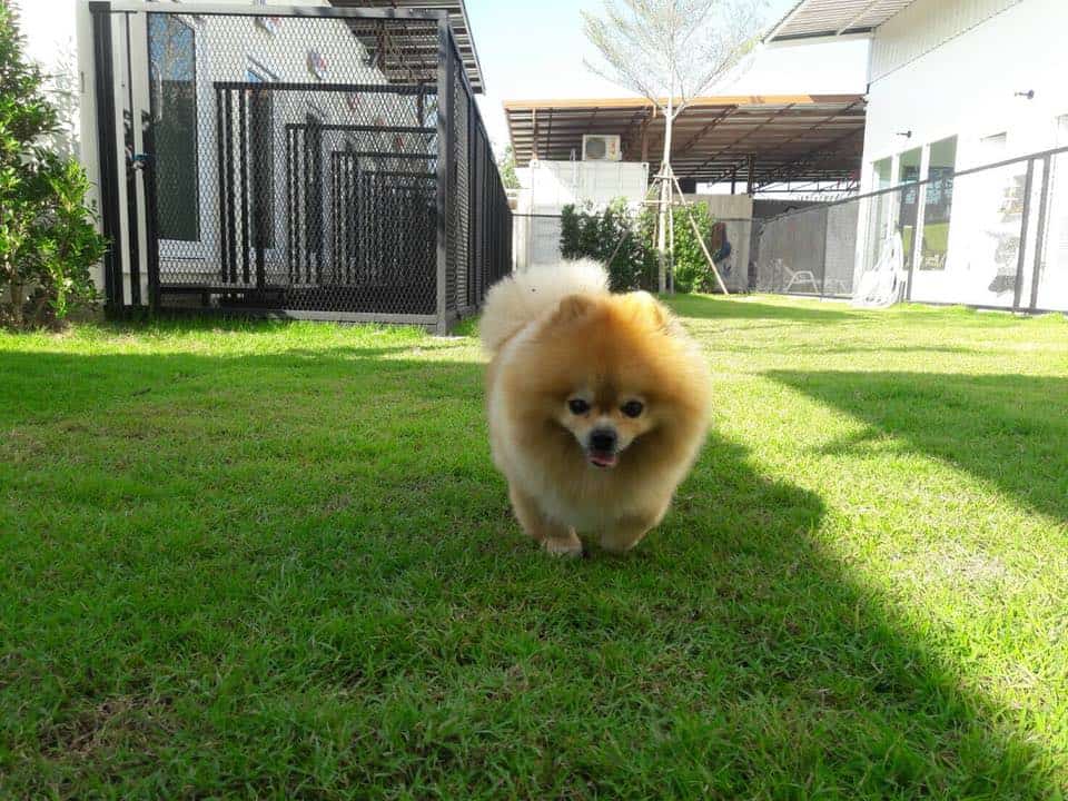 Pet Friends Bangsaen (บางแสน) 1