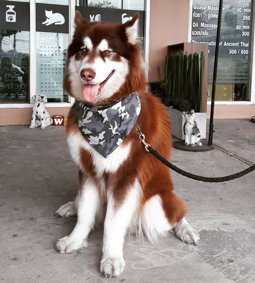 SANOOK DOGS GROOMING (ลาดกระบัง 5/5) 7