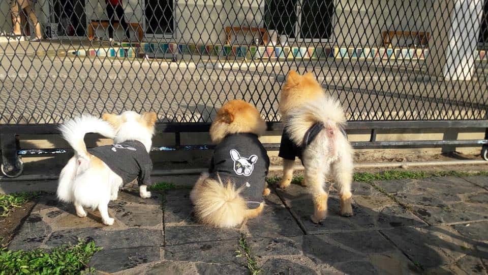 Ohayo Dogie (โอฮาโย โดกี้) Dog Hotel 2