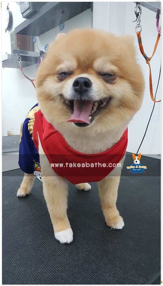 Take a Bath (ร้านเสริมสวย แมว-หมา) 8