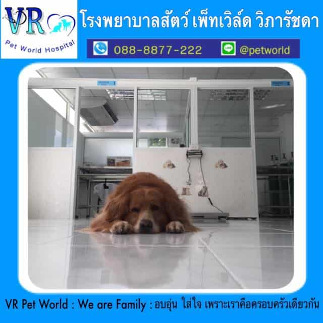 Petworld VR (โรงพยาบาลสัตว์เพ็ทเวิล์ด วิภารัชดา) 2