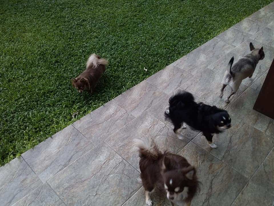 Lovely Dog Hotel (สายไหม 67) Dog Hotel 5