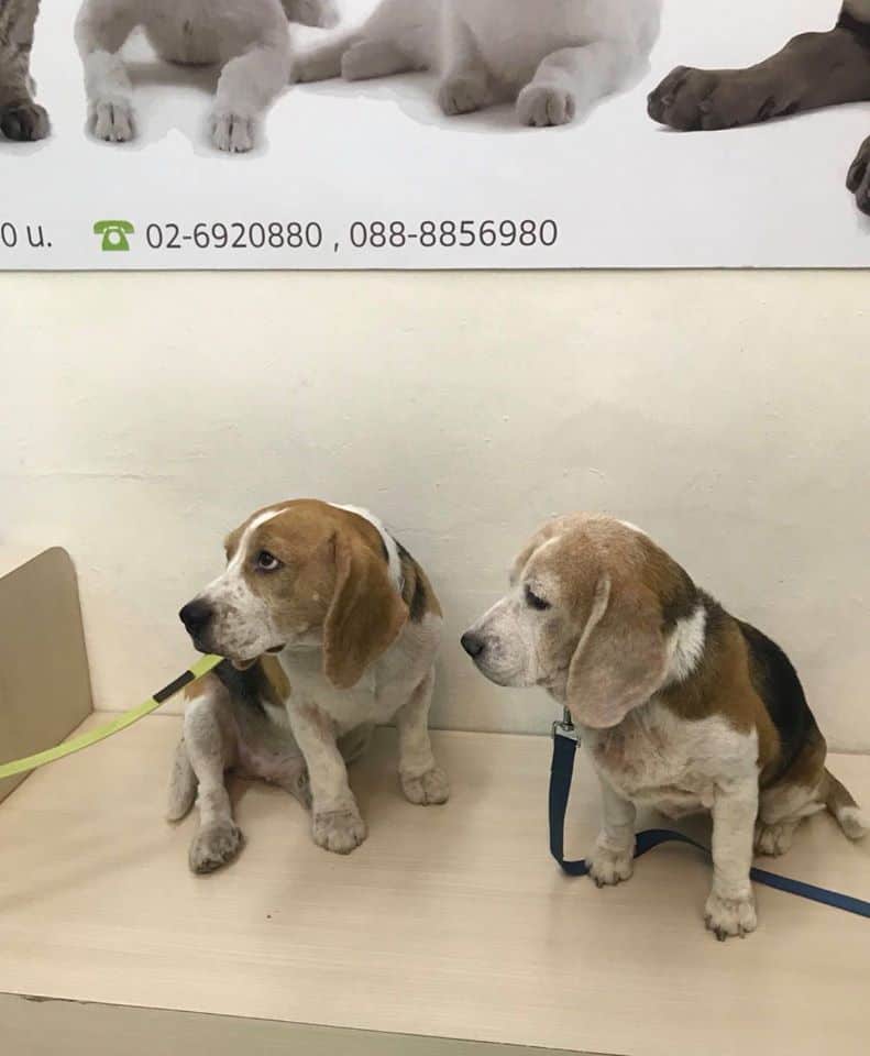Animal Hospital Ratchada (โรงพยาบาลสัตว์รัชดา) 4