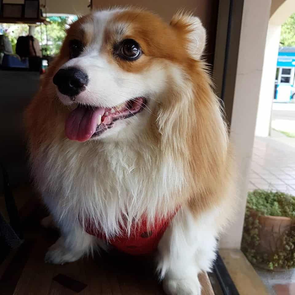 Pet Pirate Pet Store (แจ้งวัฒนะ) 2
