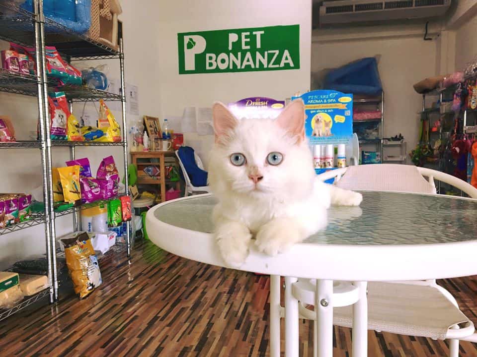 Pet Bonanza (ลำลูกกา คลอง4) 2