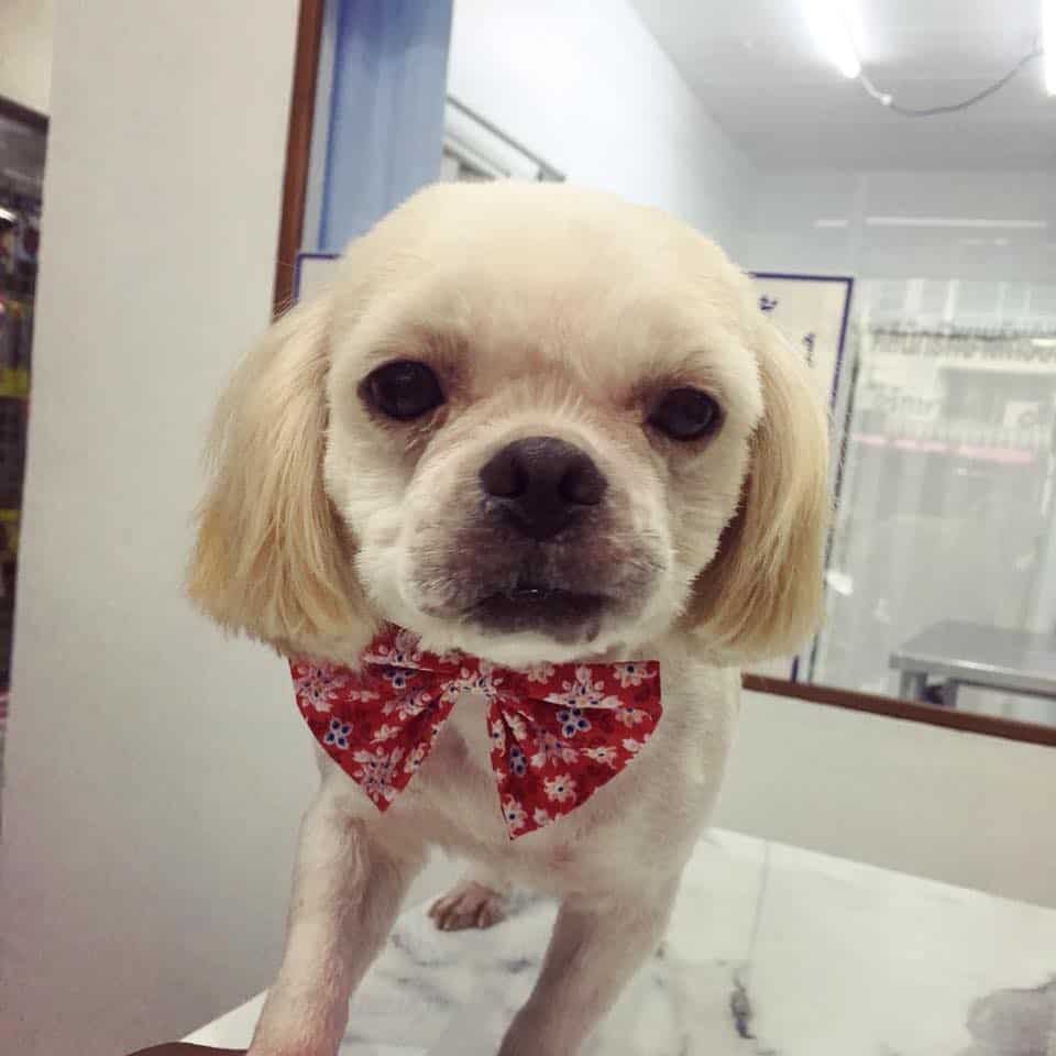 Star Pet Grooming (ดอนเมือง) 2