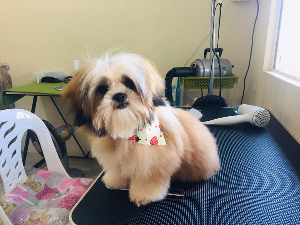 Pet Bonanza (ลำลูกกา คลอง4) 3