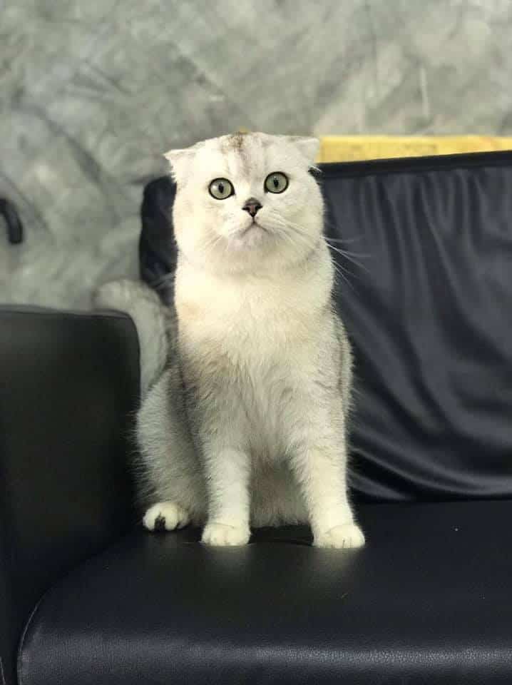 Star Pet Grooming (ดอนเมือง) 7