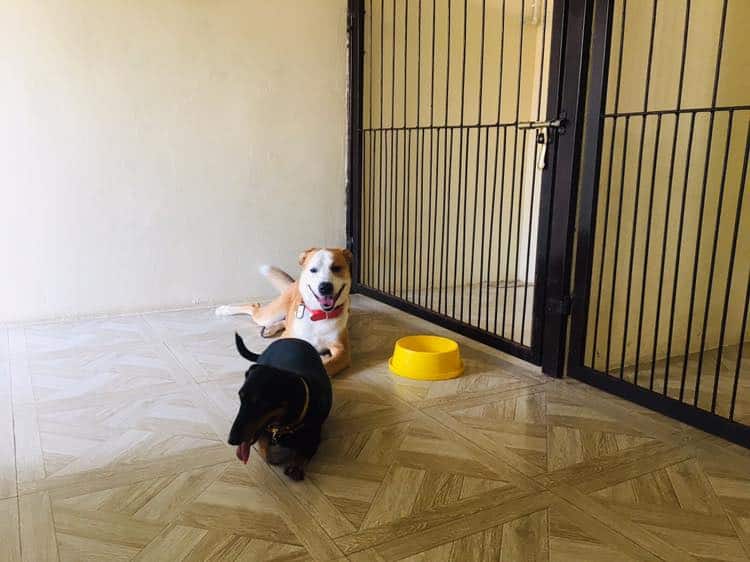 Pet Bonanza (ลำลูกกา คลอง4) 4
