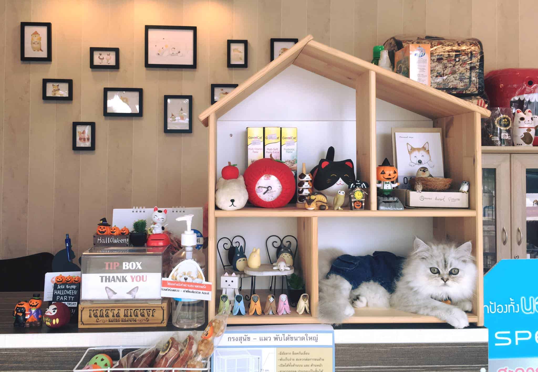 โรงพยาบาลสัตว์บ้านสีขาว (สาขาถนนเทพรักษ์) 8