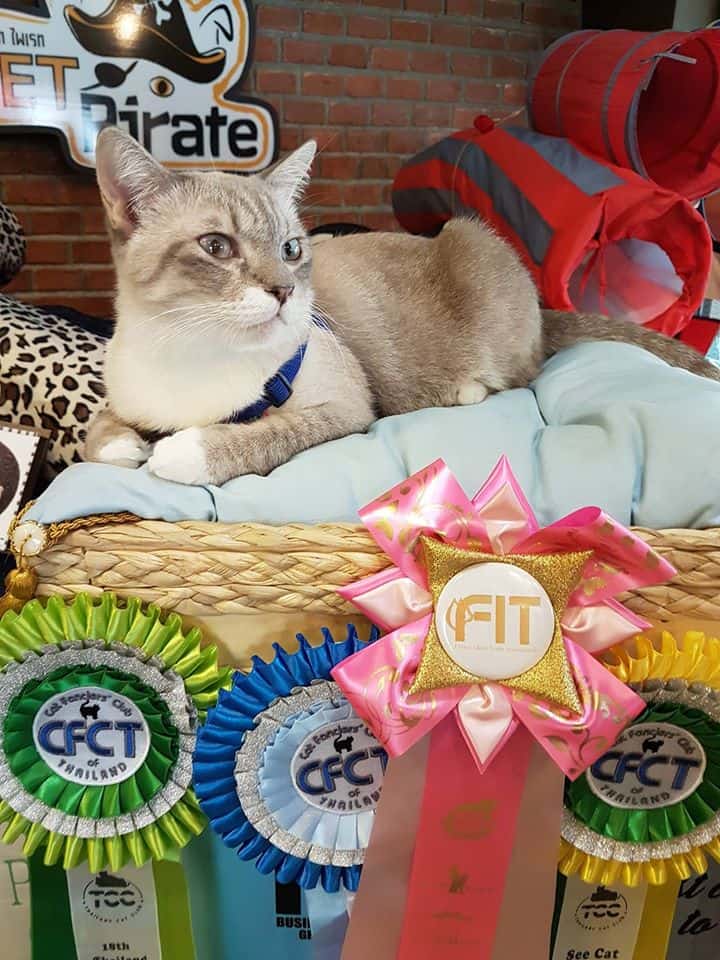 Pet Pirate Pet Store (แจ้งวัฒนะ) 5