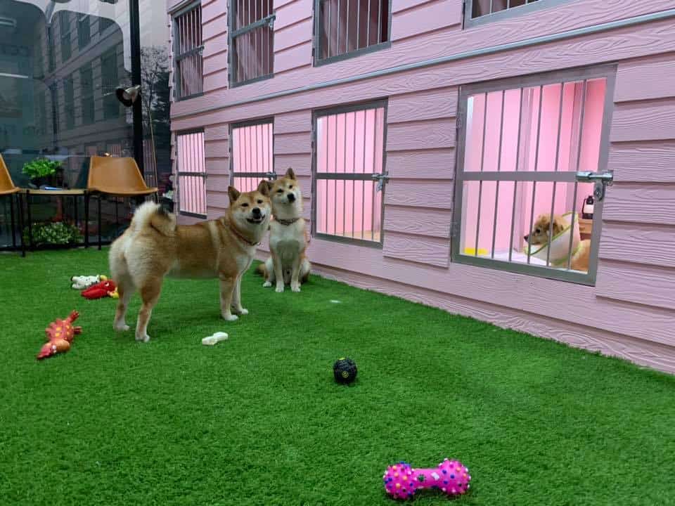 Hello puppy grooming & cafe (ซอยนัมเบอร์วัน-ราม2) 6