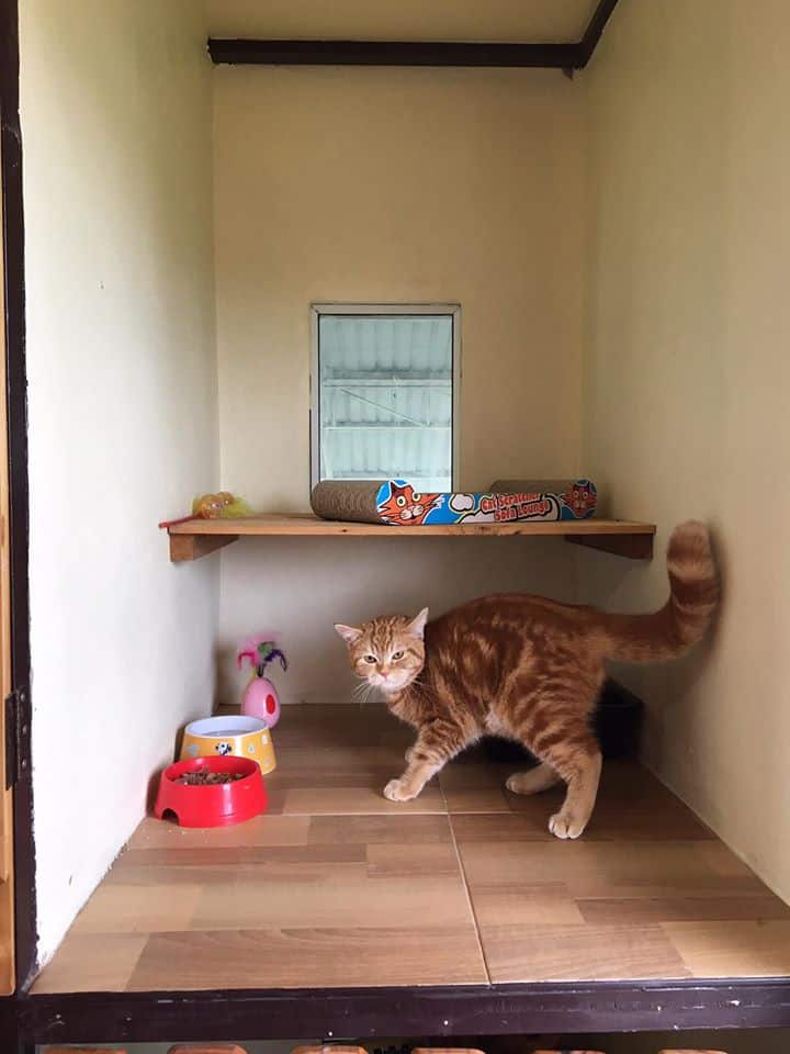 Pet Bonanza (ลำลูกกา คลอง4) 5