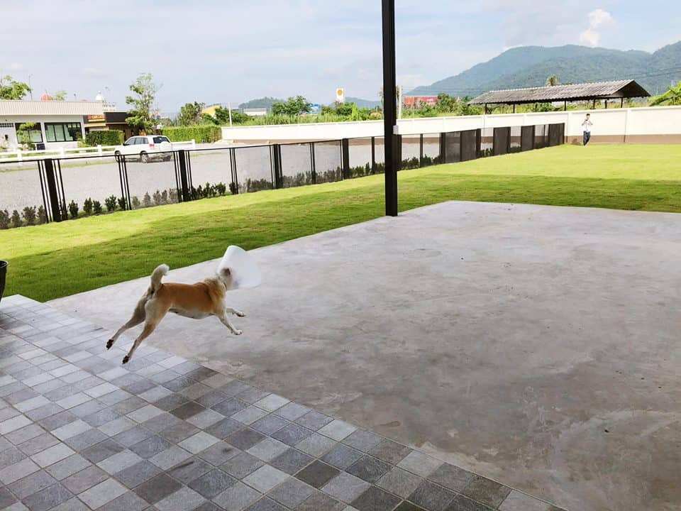 4Paws ฟอร์พอส์ ชลบุรี 5
