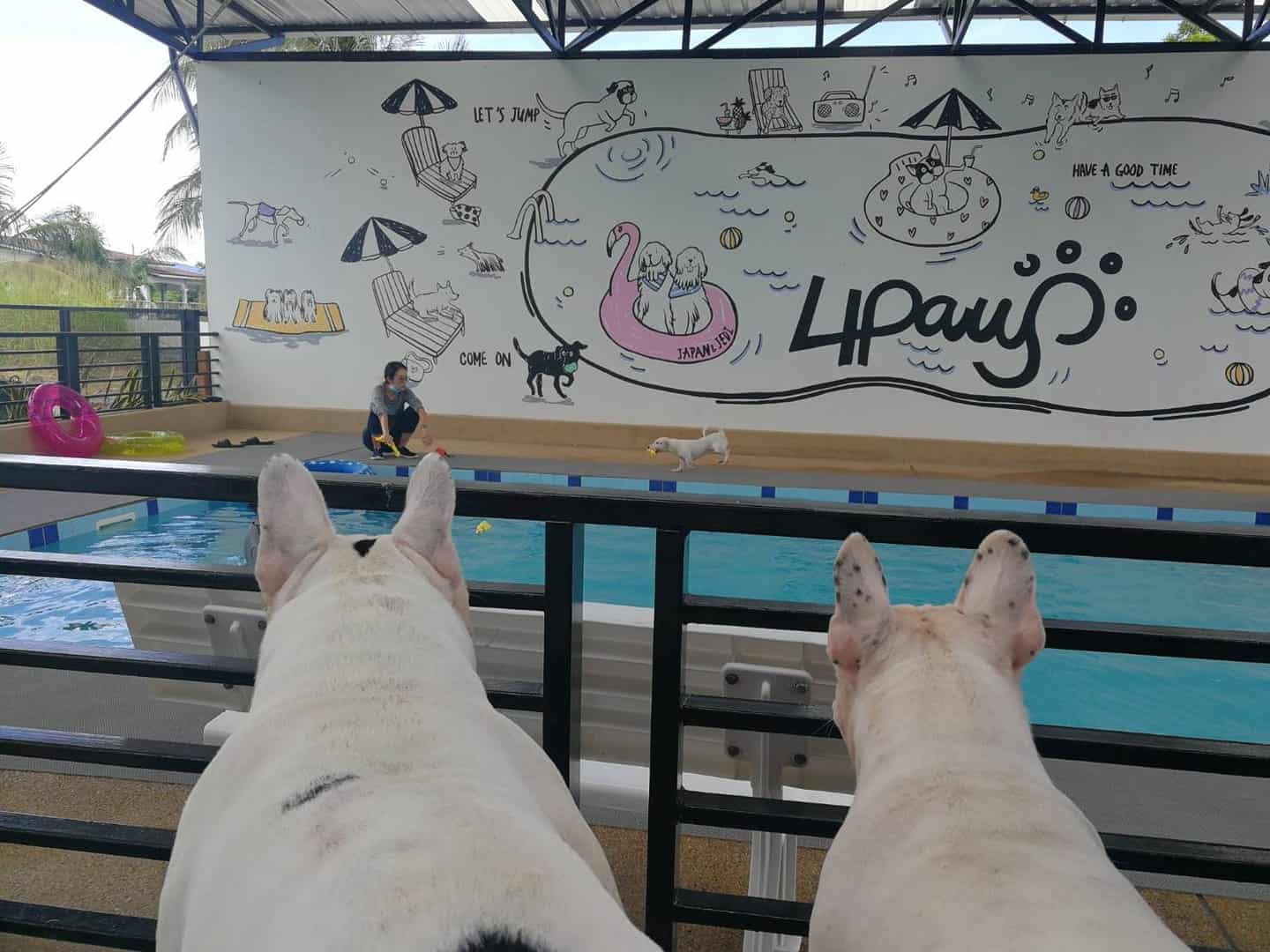 4Paws ฟอร์พอส์ ชลบุรี 2