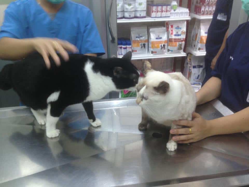 Putthabucha vetclinic (คลินิกพุทธบูชาสัตวแพทย์) 4