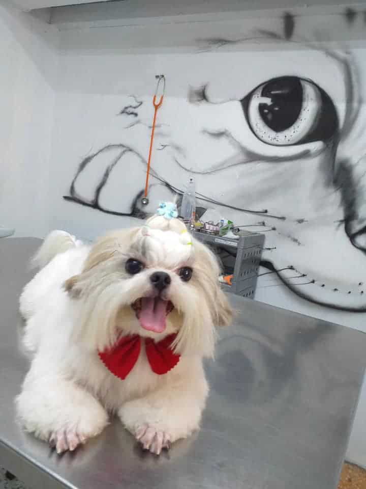 Star Pet Grooming (ดอนเมือง) 8