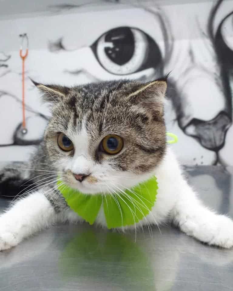 Star Pet Grooming (ดอนเมือง) 4